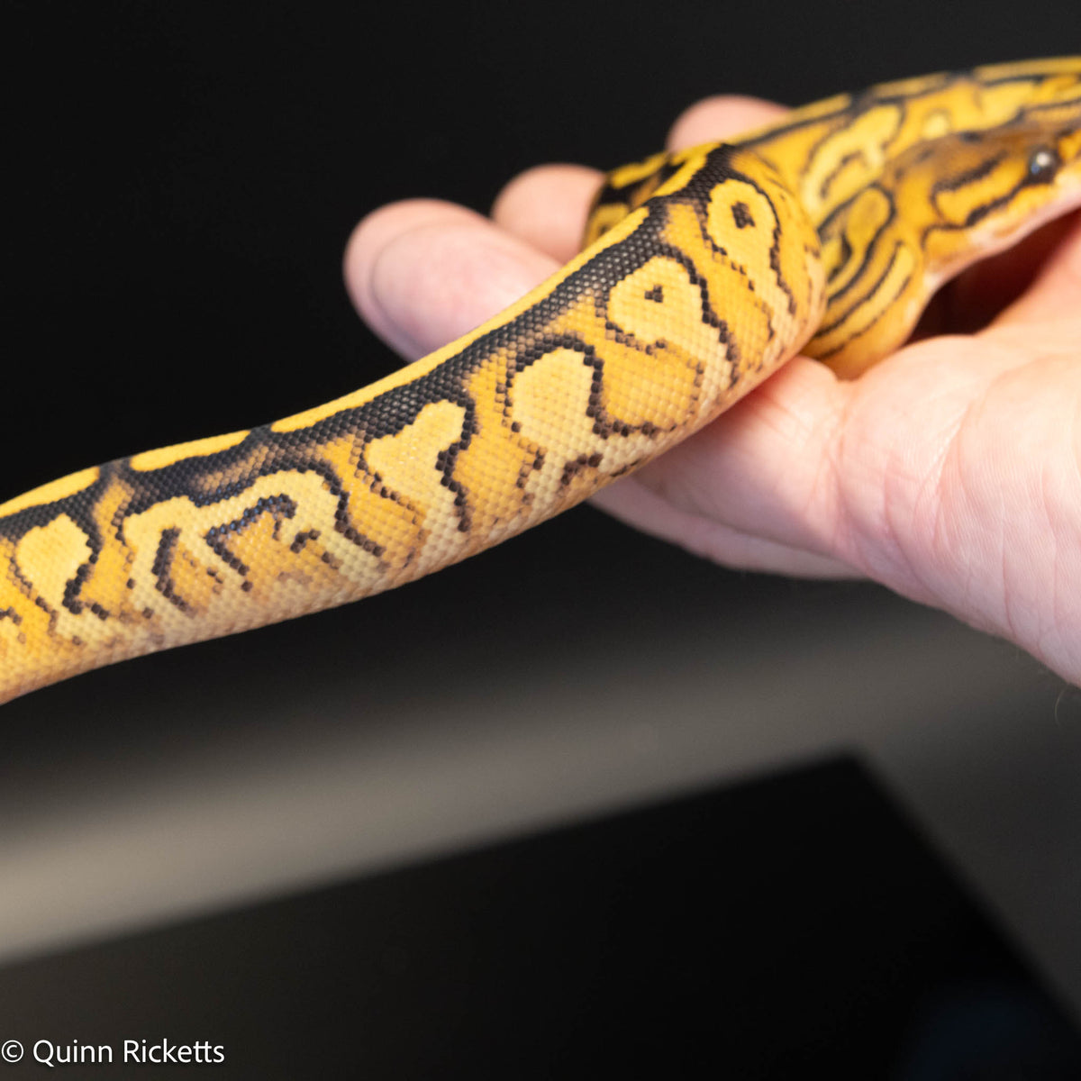 Bongo Orange Dream Yellowbelly Het Clown