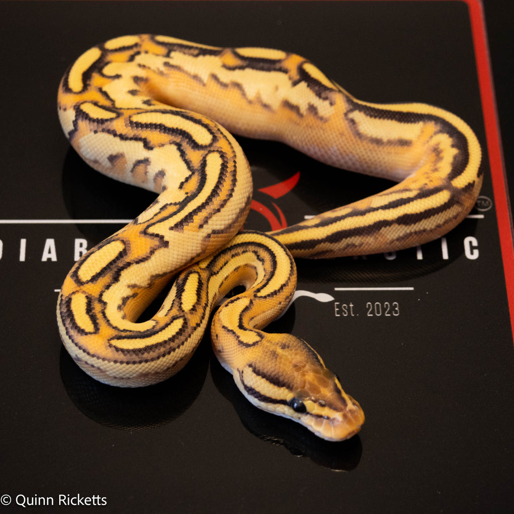 Bongo Fire Super Orange Dream Yellowbelly Het Clown