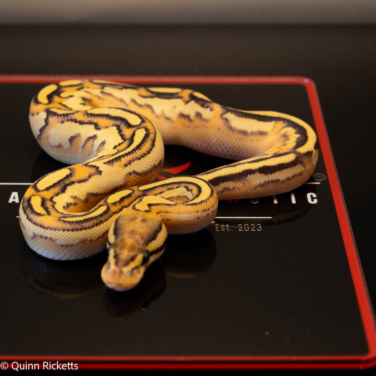 Bongo Fire Super Orange Dream Yellowbelly Het Clown