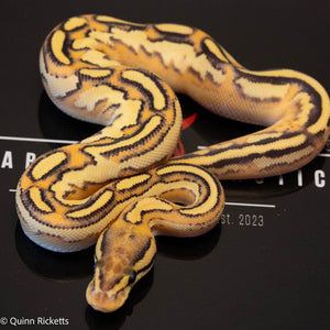 Bongo Fire Super Orange Dream Yellowbelly Het Clown