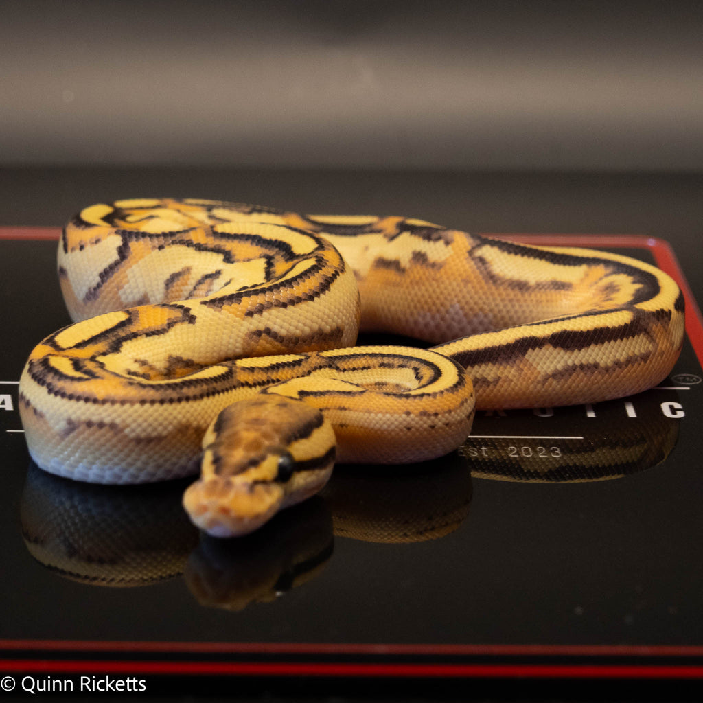 Bongo Fire Super Orange Dream Yellowbelly Het Clown