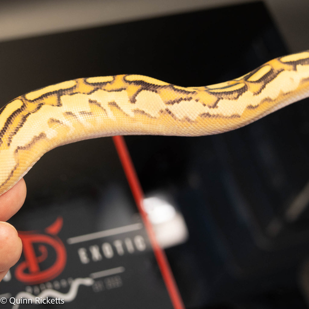 Bongo Fire Super Orange Dream Yellowbelly Het Clown