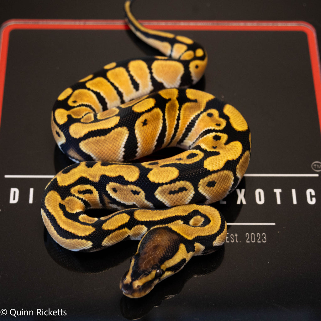 Orange Dream Het Clown