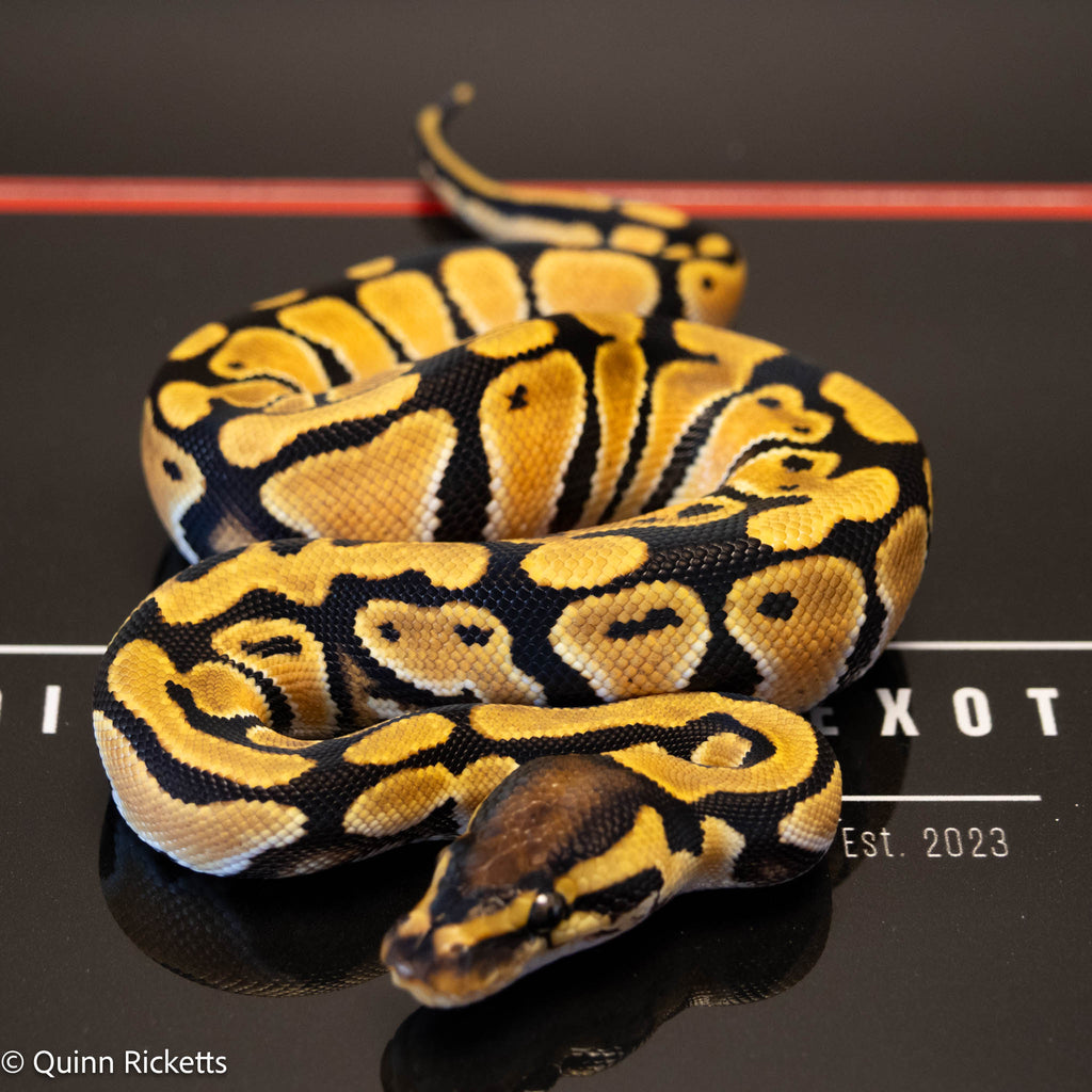 Orange Dream Het Clown