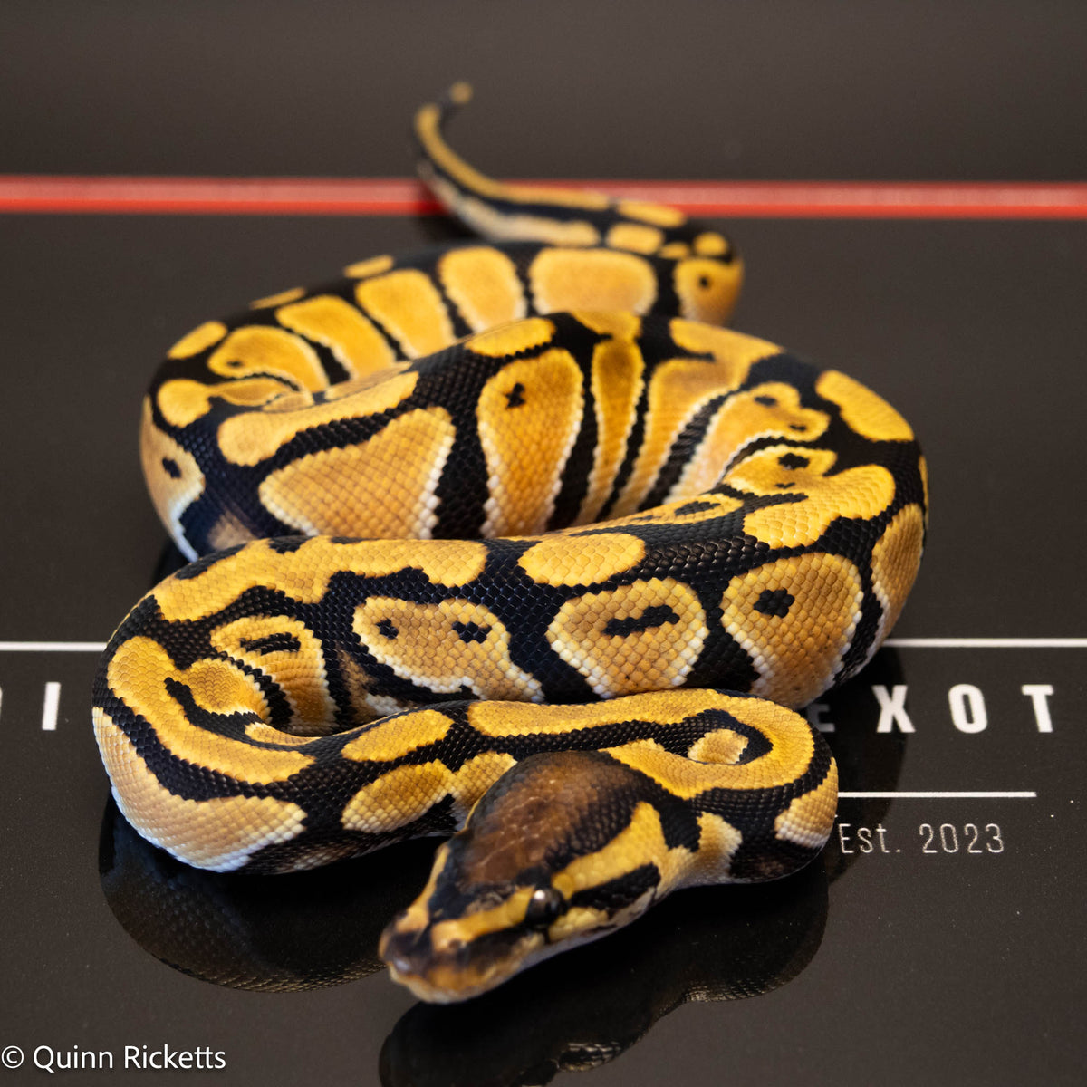 Orange Dream Het Clown