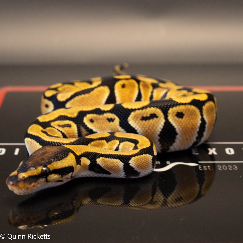 Orange Dream Het Clown