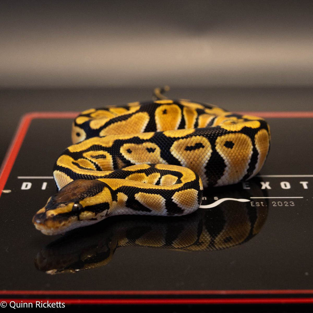 Orange Dream Het Clown