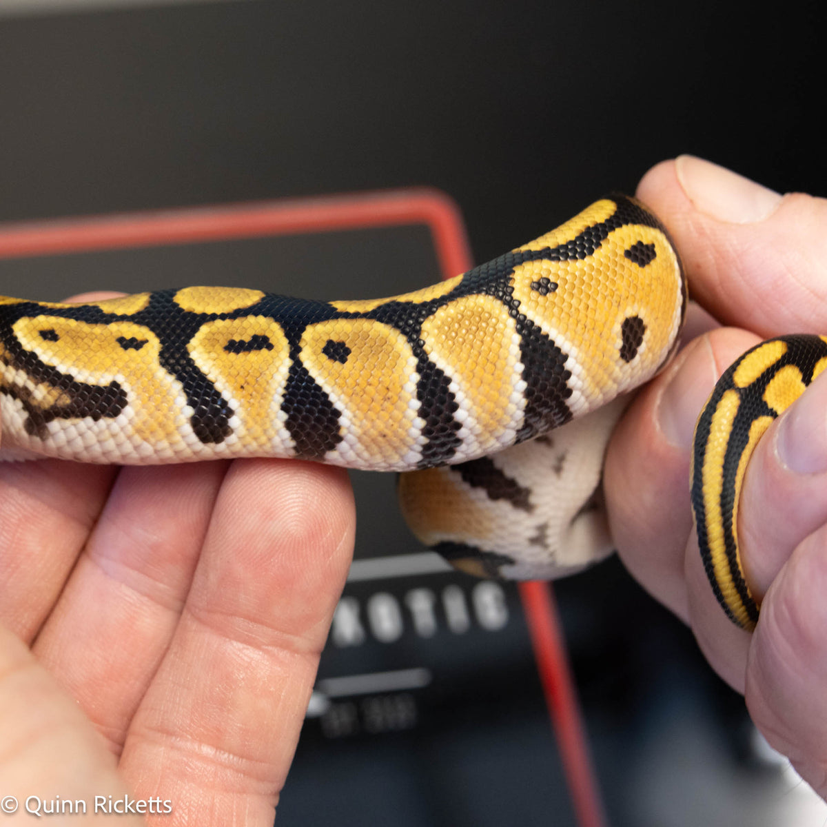 Orange Dream Het Clown