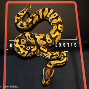 Orange Dream Yellowbelly Het Clown