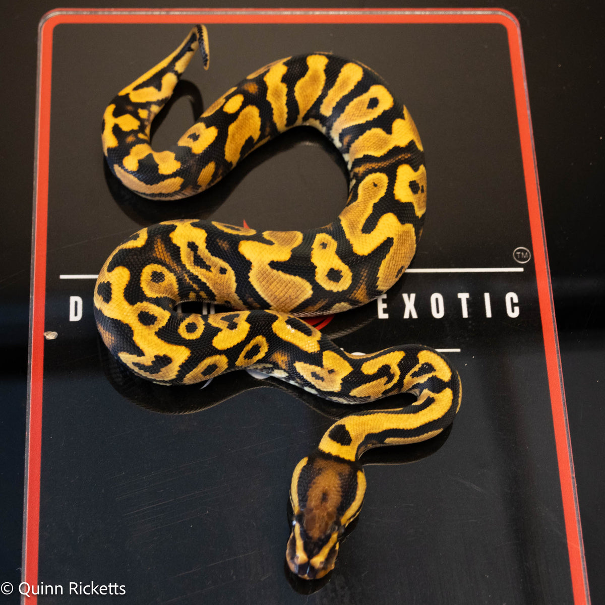 Orange Dream Yellowbelly Het Clown
