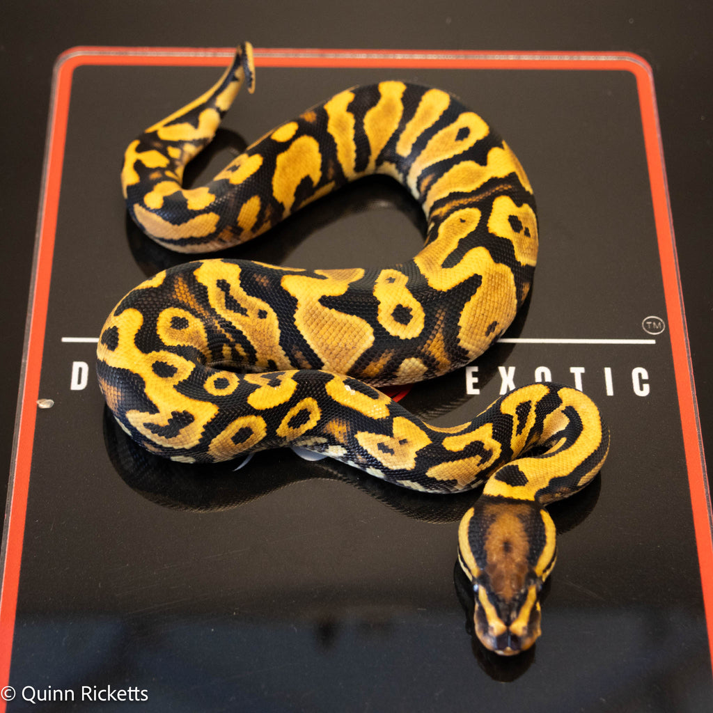 Orange Dream Yellowbelly Het Clown