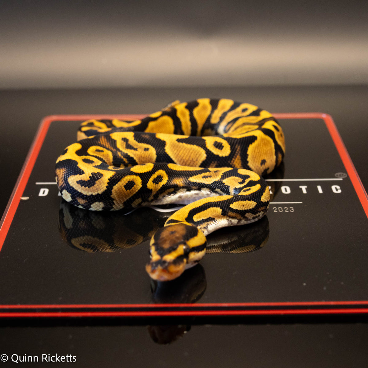 Orange Dream Yellowbelly Het Clown