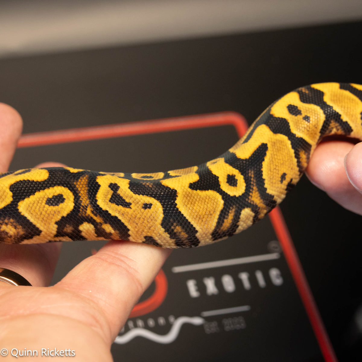 Orange Dream Yellowbelly Het Clown