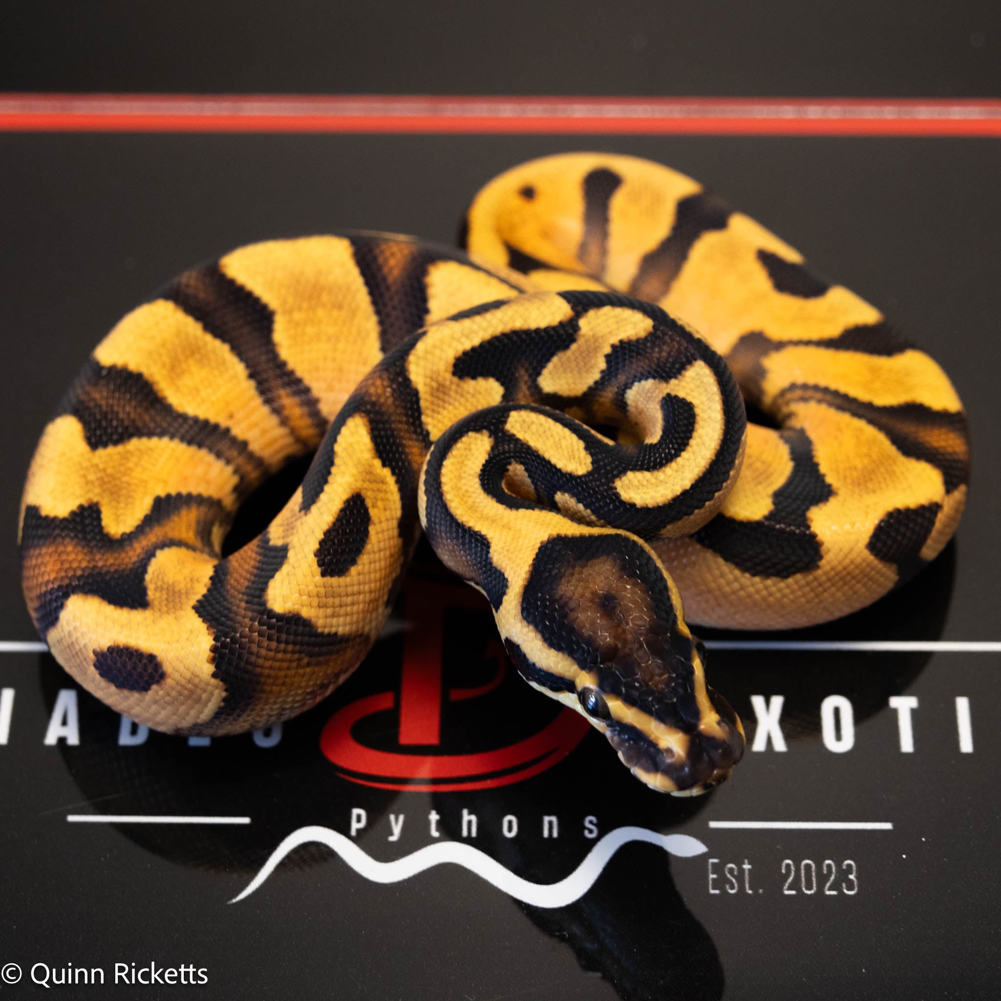 NR Mandarin Enchi Orange Dream Het Hypo & Piebald