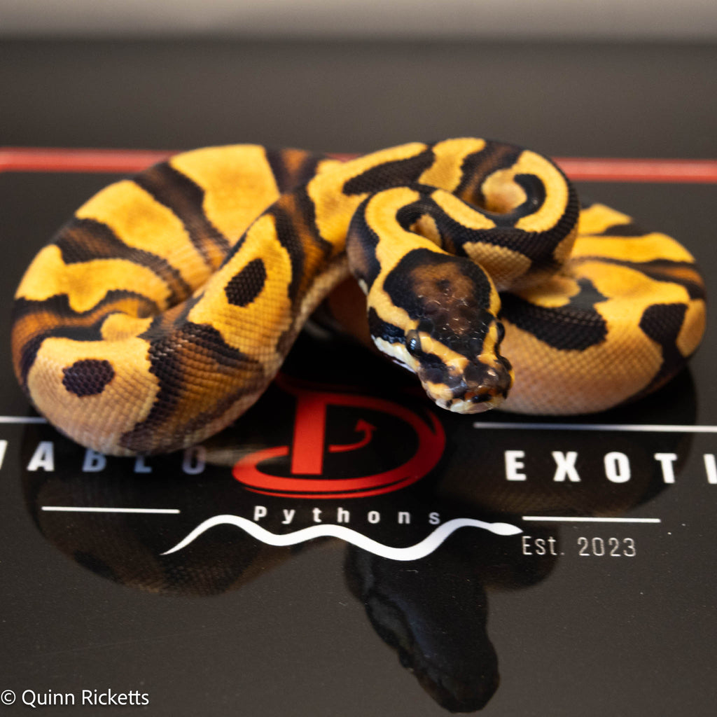 NR Mandarin Enchi Orange Dream Het Hypo & Piebald