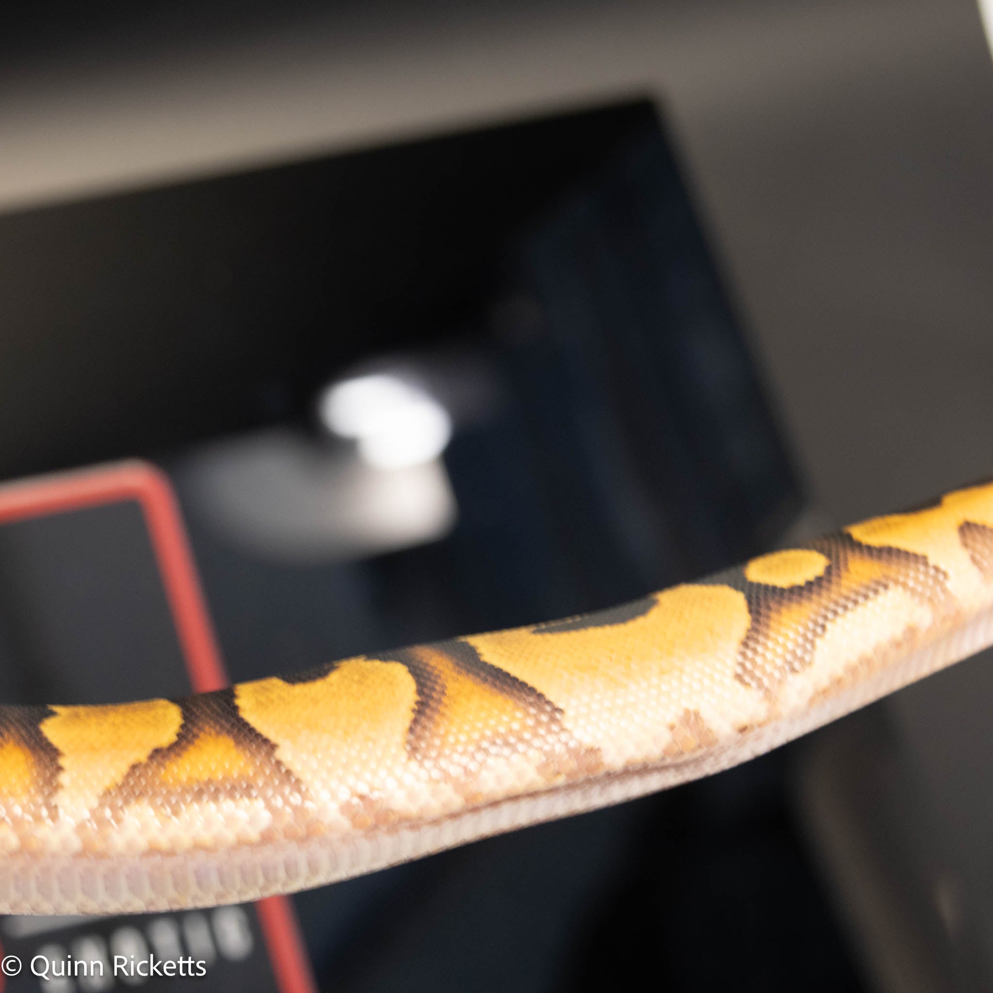 NR Mandarin Enchi Orange Dream Het Hypo & Piebald