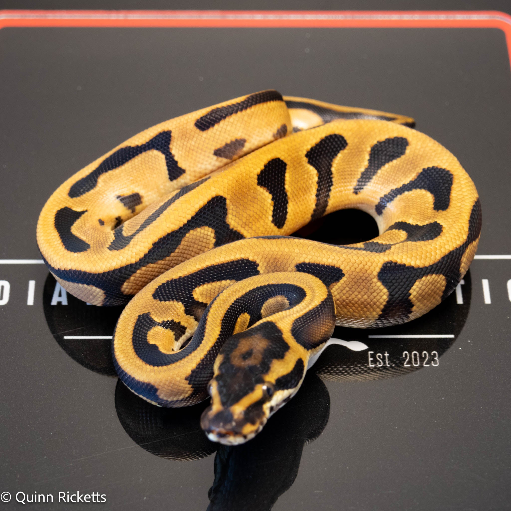 NR Mandarin Enchi Leopard Orange Dream Het Hypo & Piebald