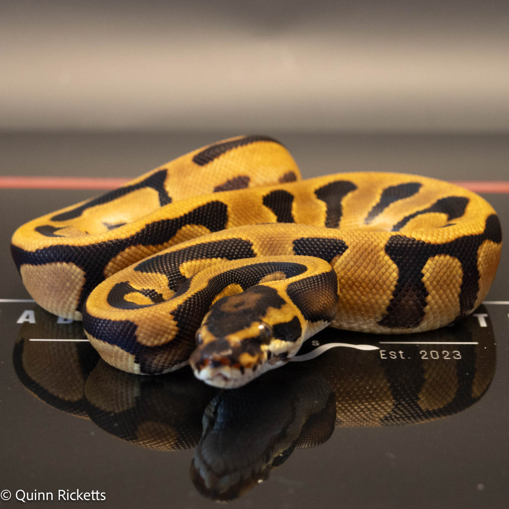 NR Mandarin Enchi Leopard Orange Dream Het Hypo & Piebald