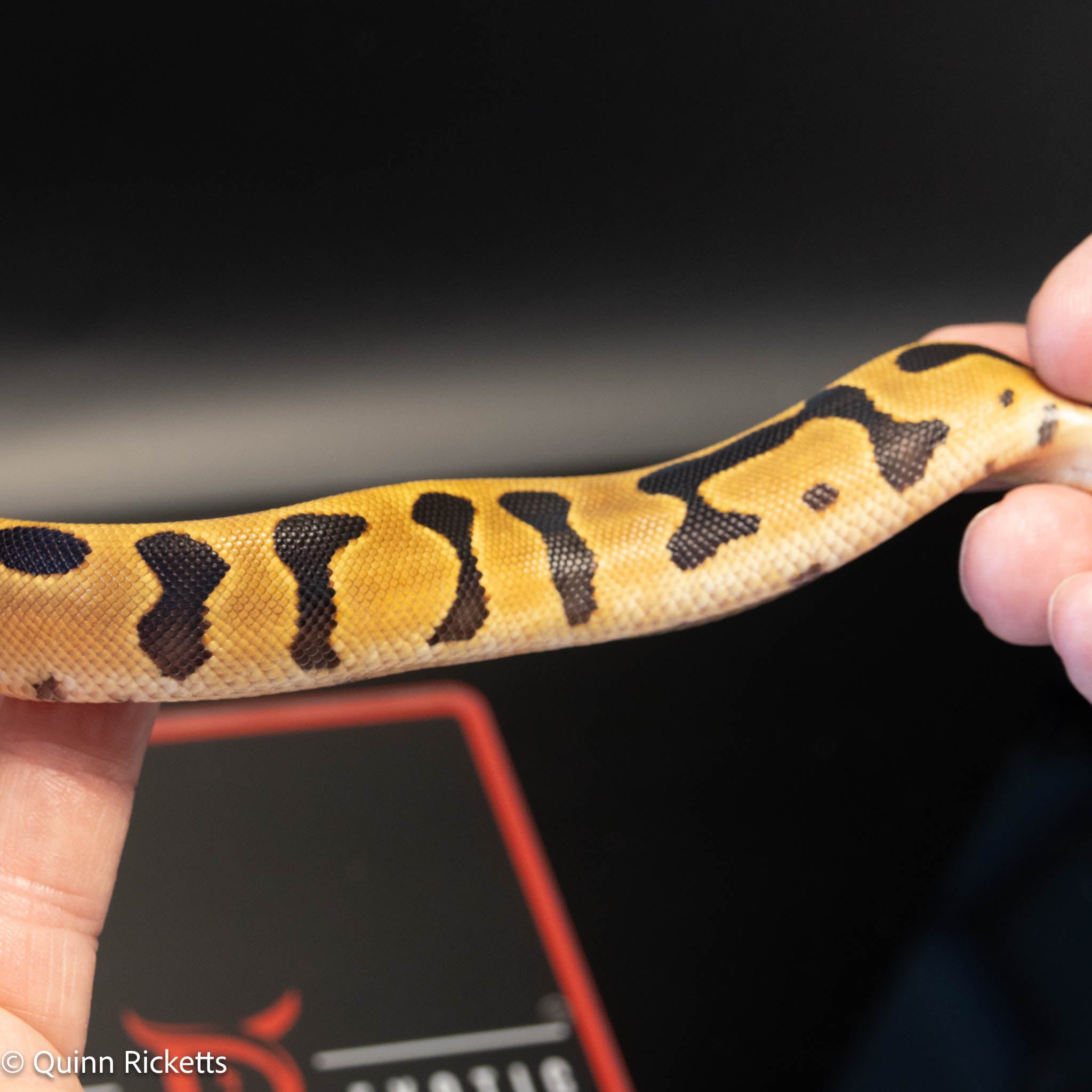 NR Mandarin Enchi Leopard Orange Dream Het Hypo & Piebald