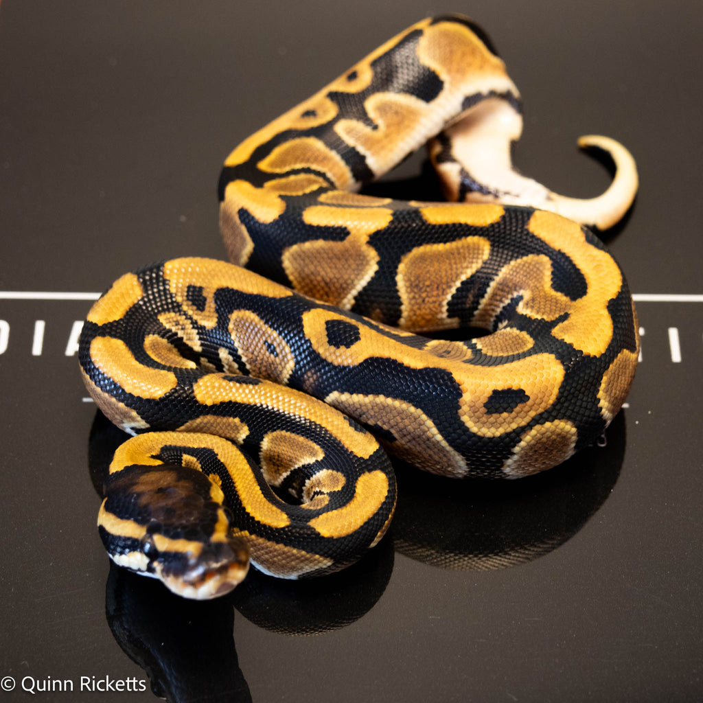 NR Mandarin Orange Dream Het Hypo & Piebald