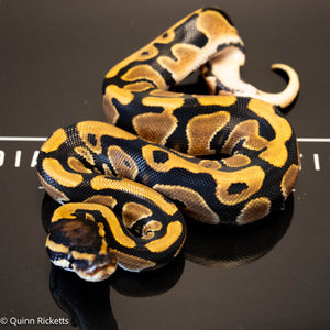 NR Mandarin Orange Dream Het Hypo & Piebald