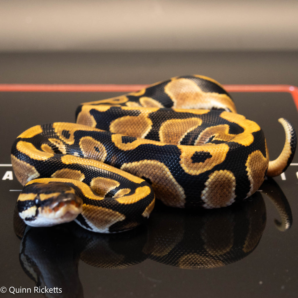 NR Mandarin Orange Dream Het Hypo & Piebald