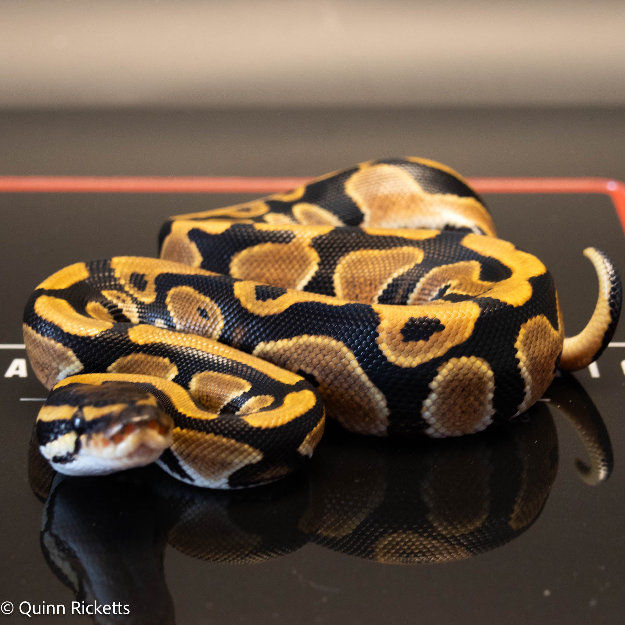 NR Mandarin Orange Dream Het Hypo & Piebald