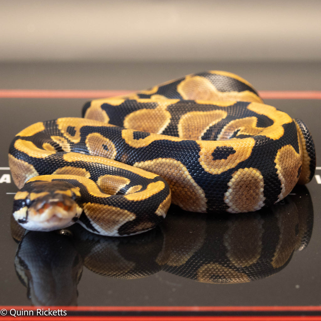 NR Mandarin Orange Dream Het Hypo & Piebald