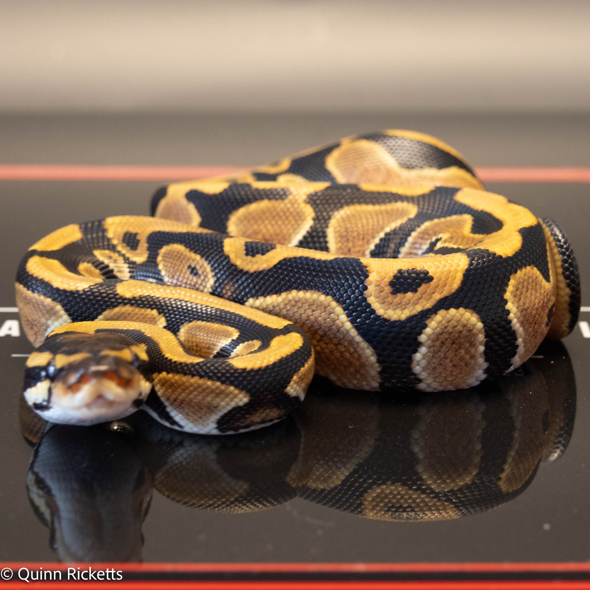 NR Mandarin Orange Dream Het Hypo & Piebald
