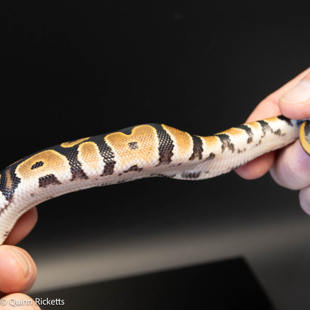 NR Mandarin Orange Dream Het Hypo & Piebald