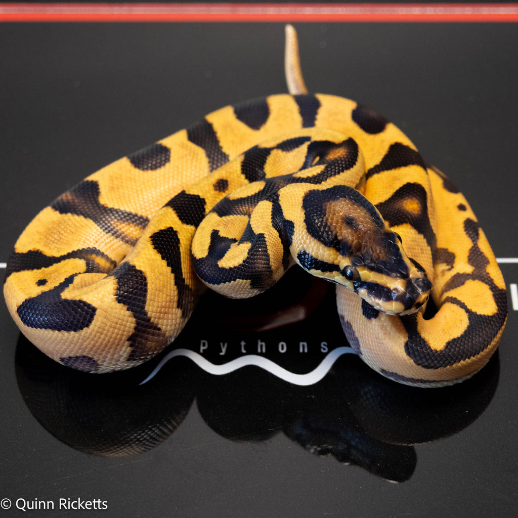 NR Mandarin Enchi Orange Dream Het Hypo & Piebald