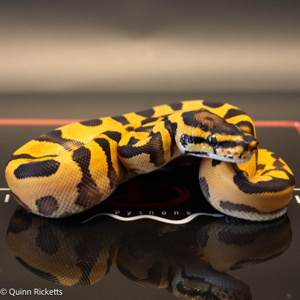 NR Mandarin Enchi Orange Dream Het Hypo & Piebald
