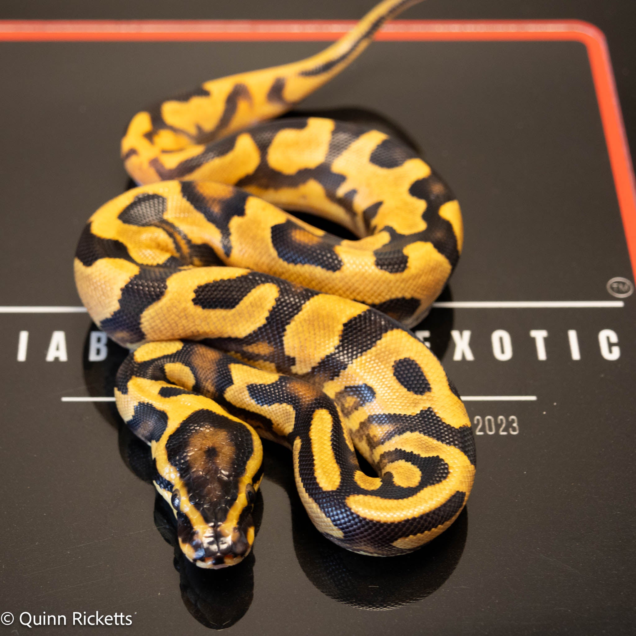 NR Mandarin Enchi Orange Dream Het Hypo & Piebald