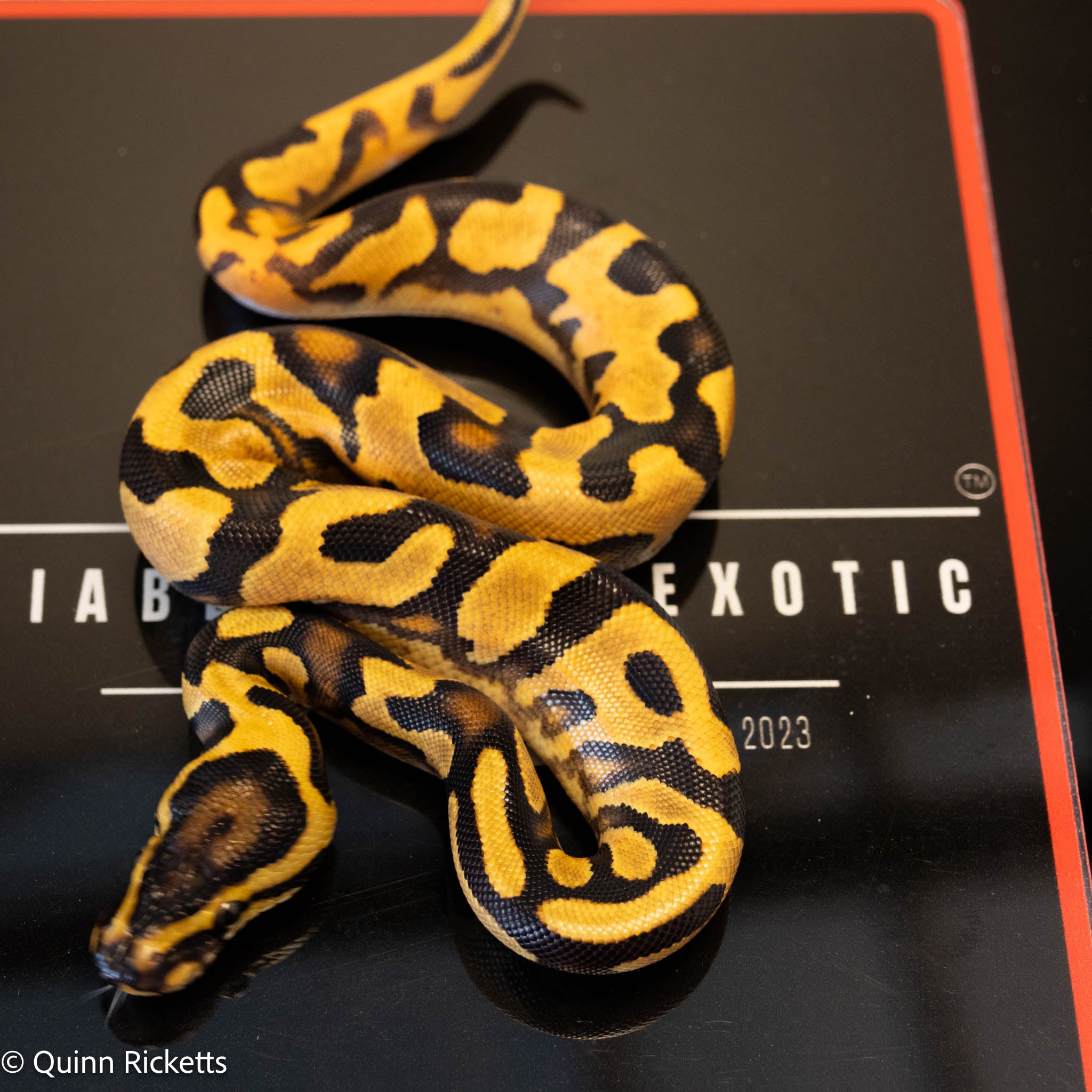 NR Mandarin Enchi Orange Dream Het Hypo & Piebald