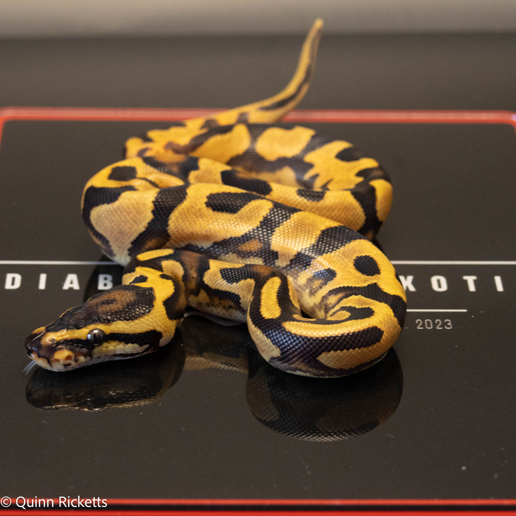 NR Mandarin Enchi Orange Dream Het Hypo & Piebald