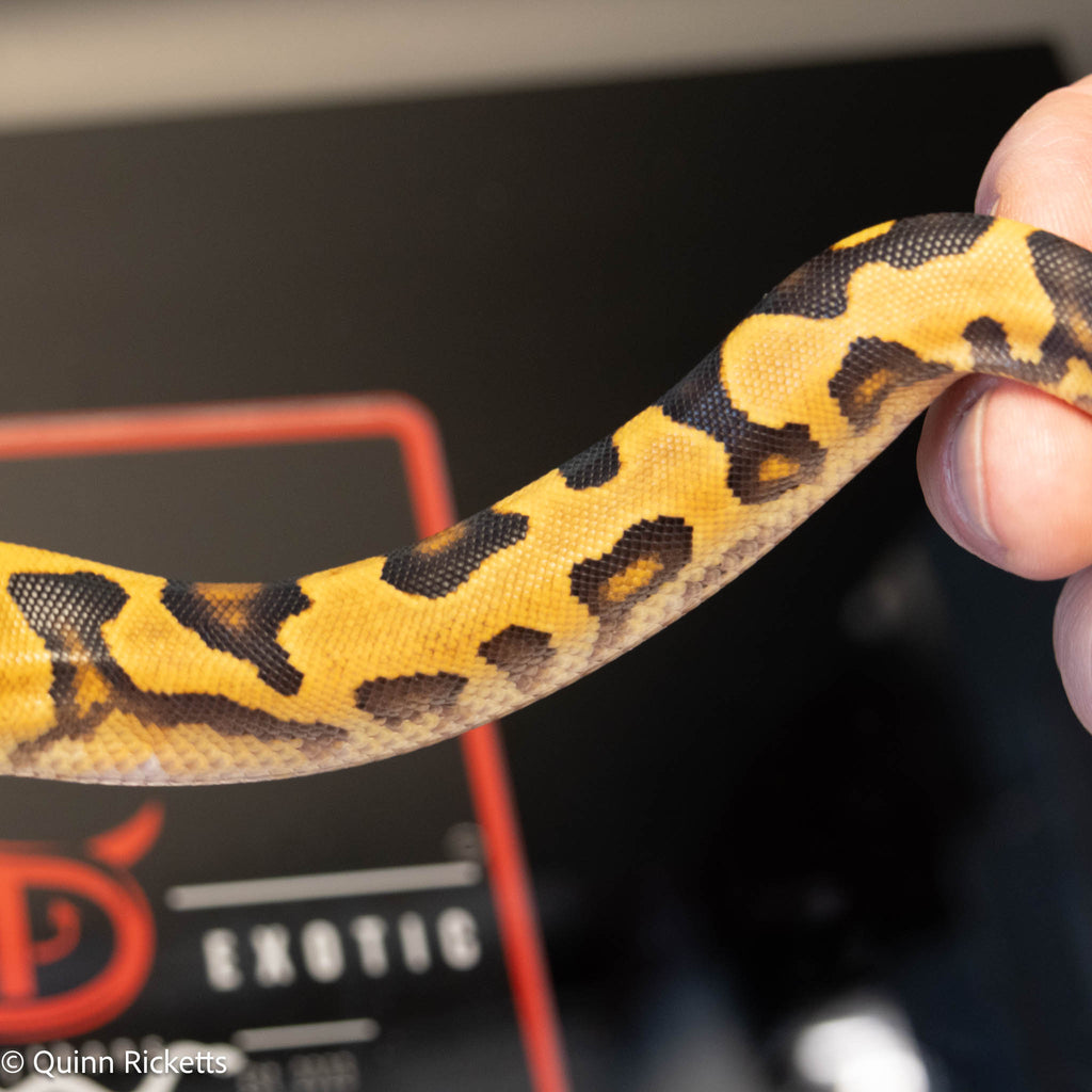 NR Mandarin Enchi Orange Dream Het Hypo & Piebald