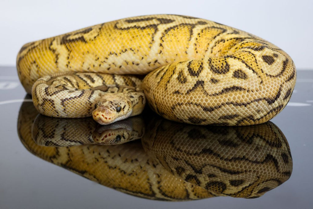 Pastel Wookie Hurricane YB Spotnose Clown Ball Python