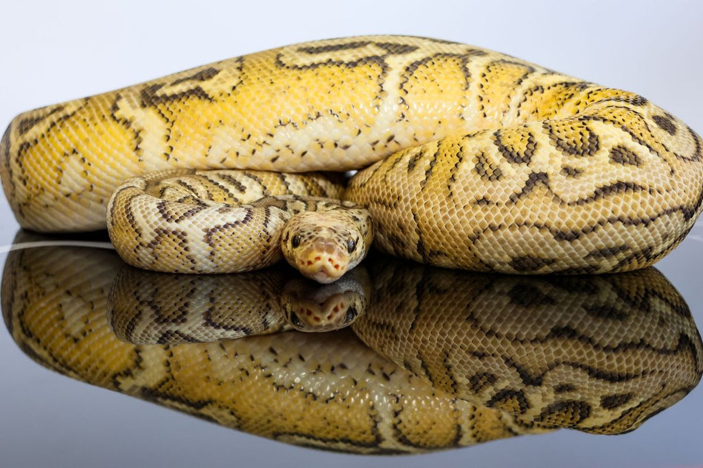 Pastel Wookie Hurricane YB Spotnose Clown Ball Python