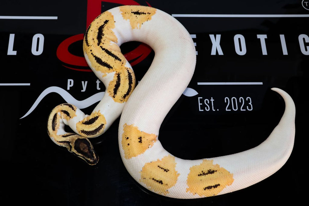 Yellowbelly Super Orange Dream Pied Het Clown Ball Python