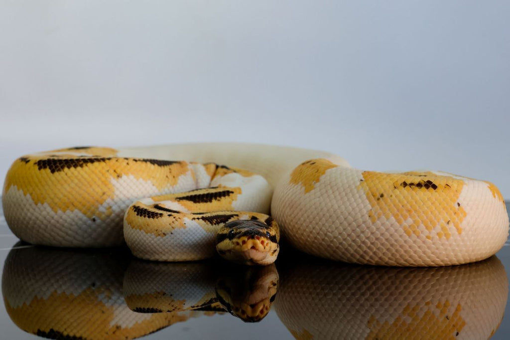 Yellowbelly Super Orange Dream Pied Het Clown Ball Python
