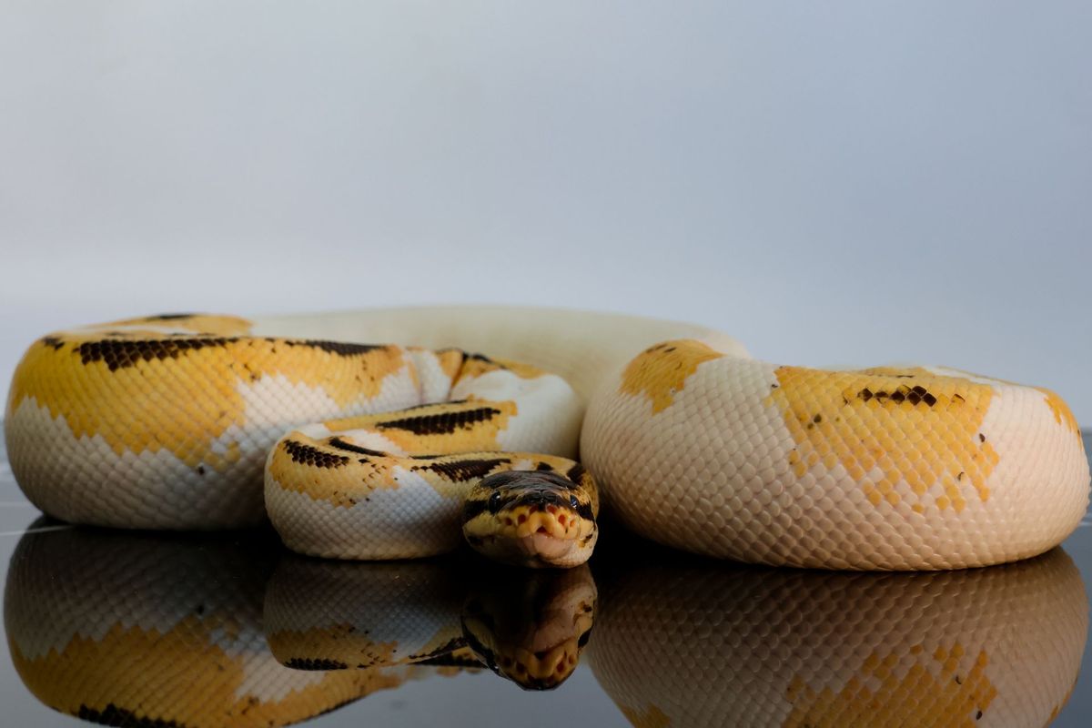 Yellowbelly Super Orange Dream Pied Het Clown Ball Python