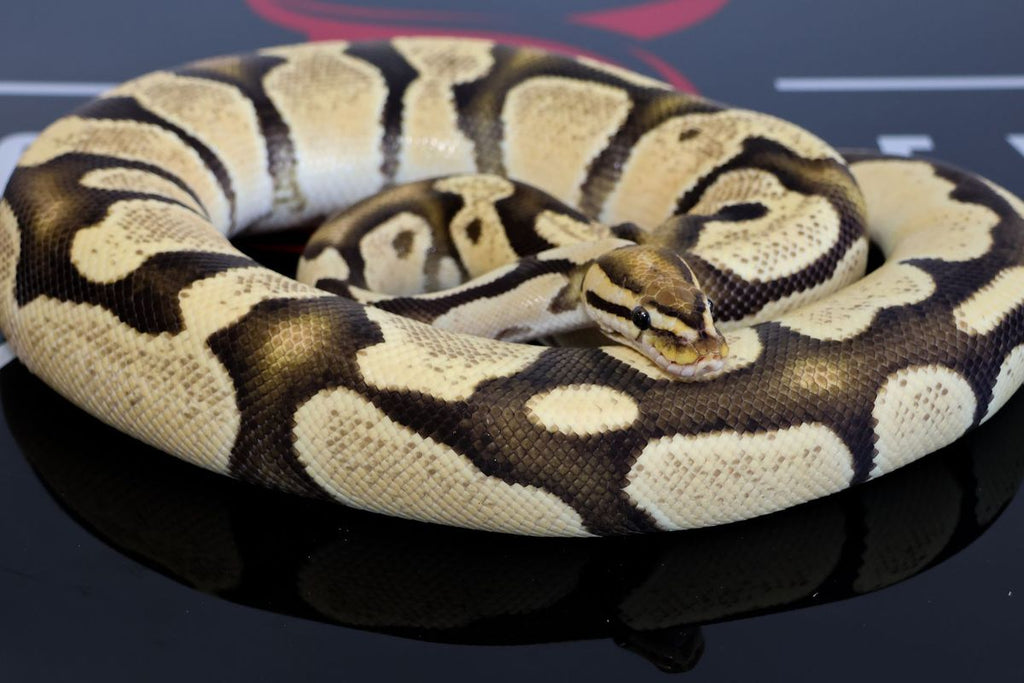 Fire Bang Het Clown Ball Python