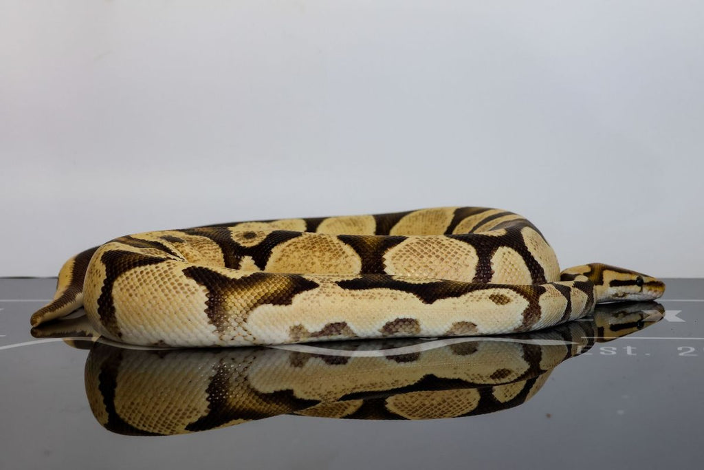 Fire Bang Het Clown Ball Python