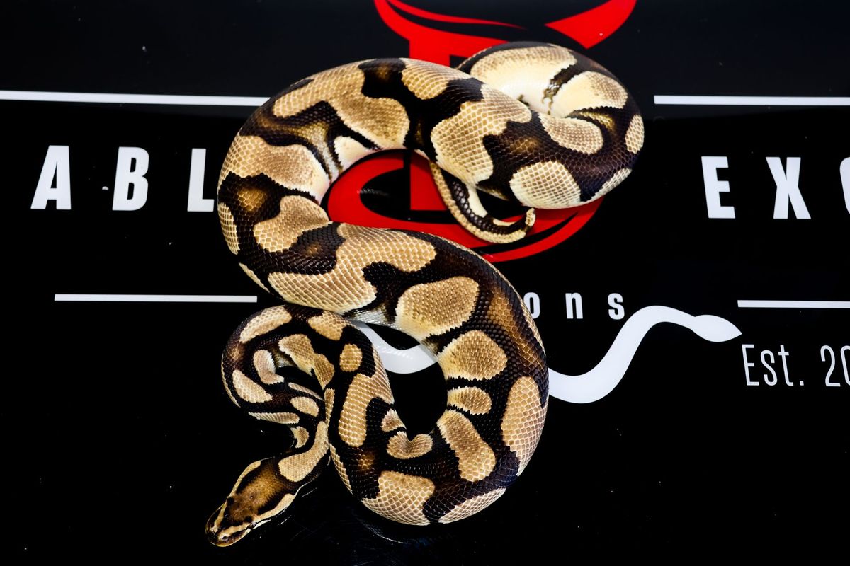 Bang Het Clown Ball Python