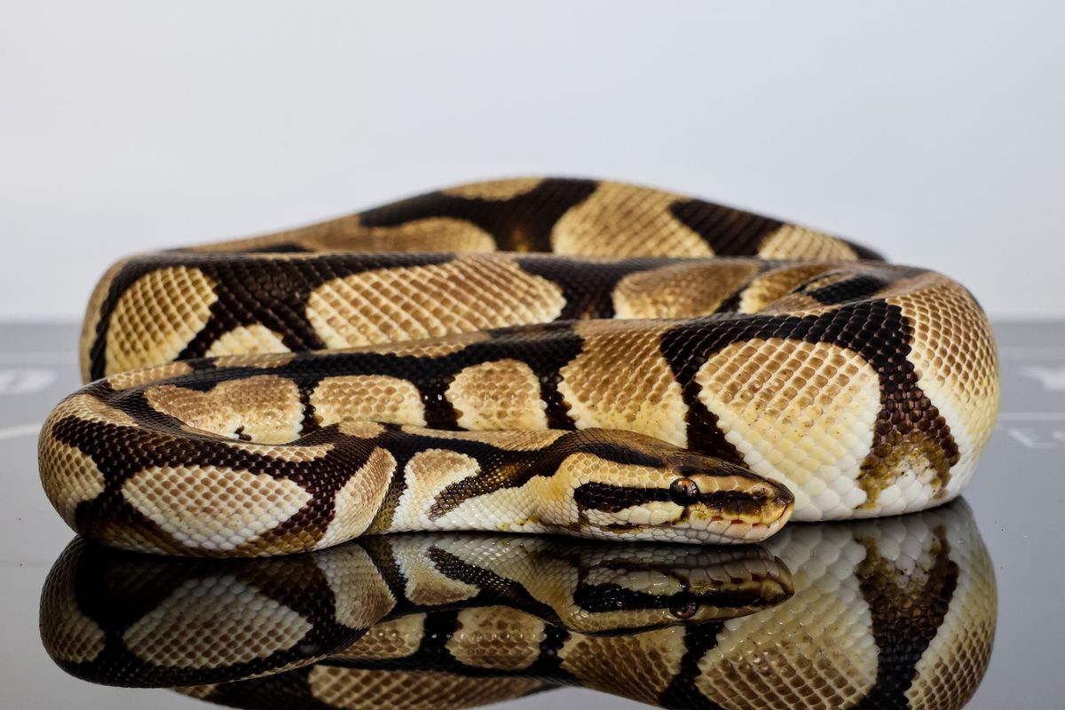 Bang Het Clown Ball Python