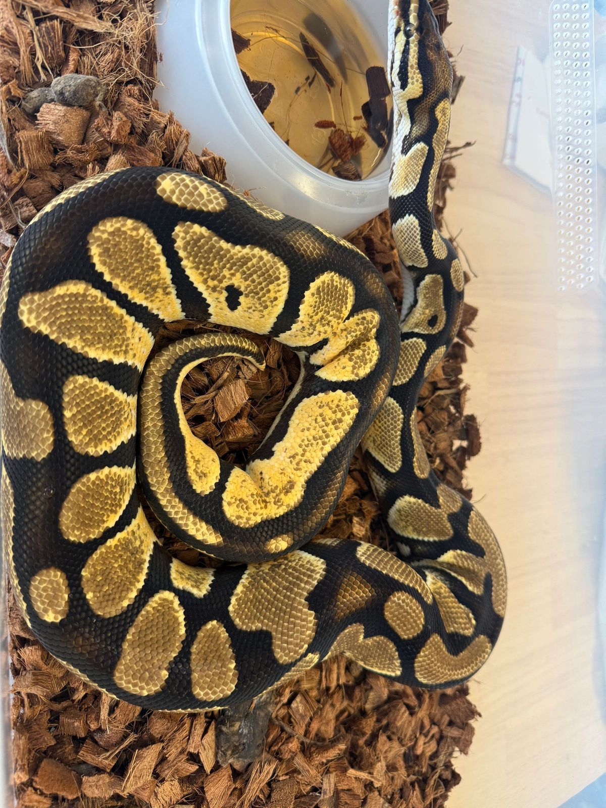 Bang Het Piebald Ball Python