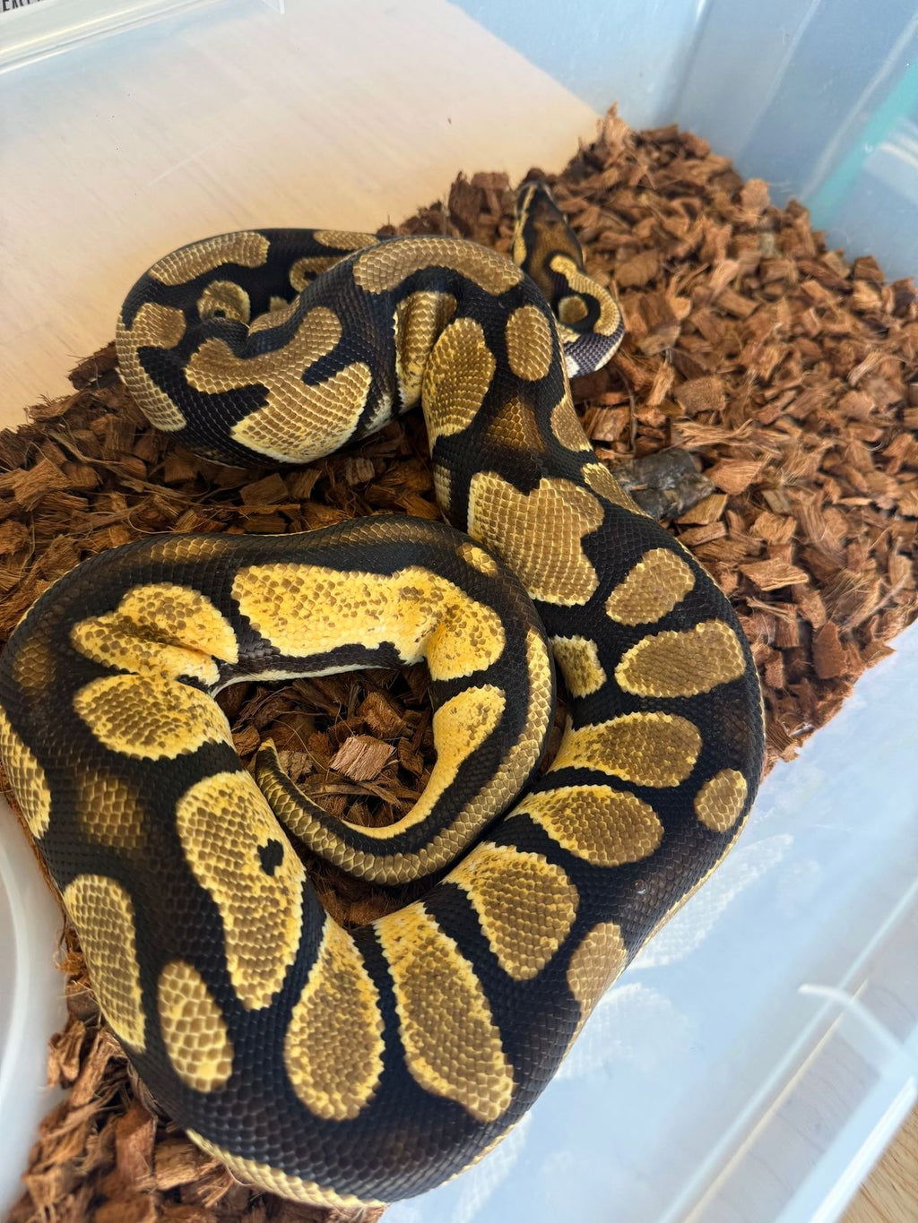 Bang Het Piebald Ball Python
