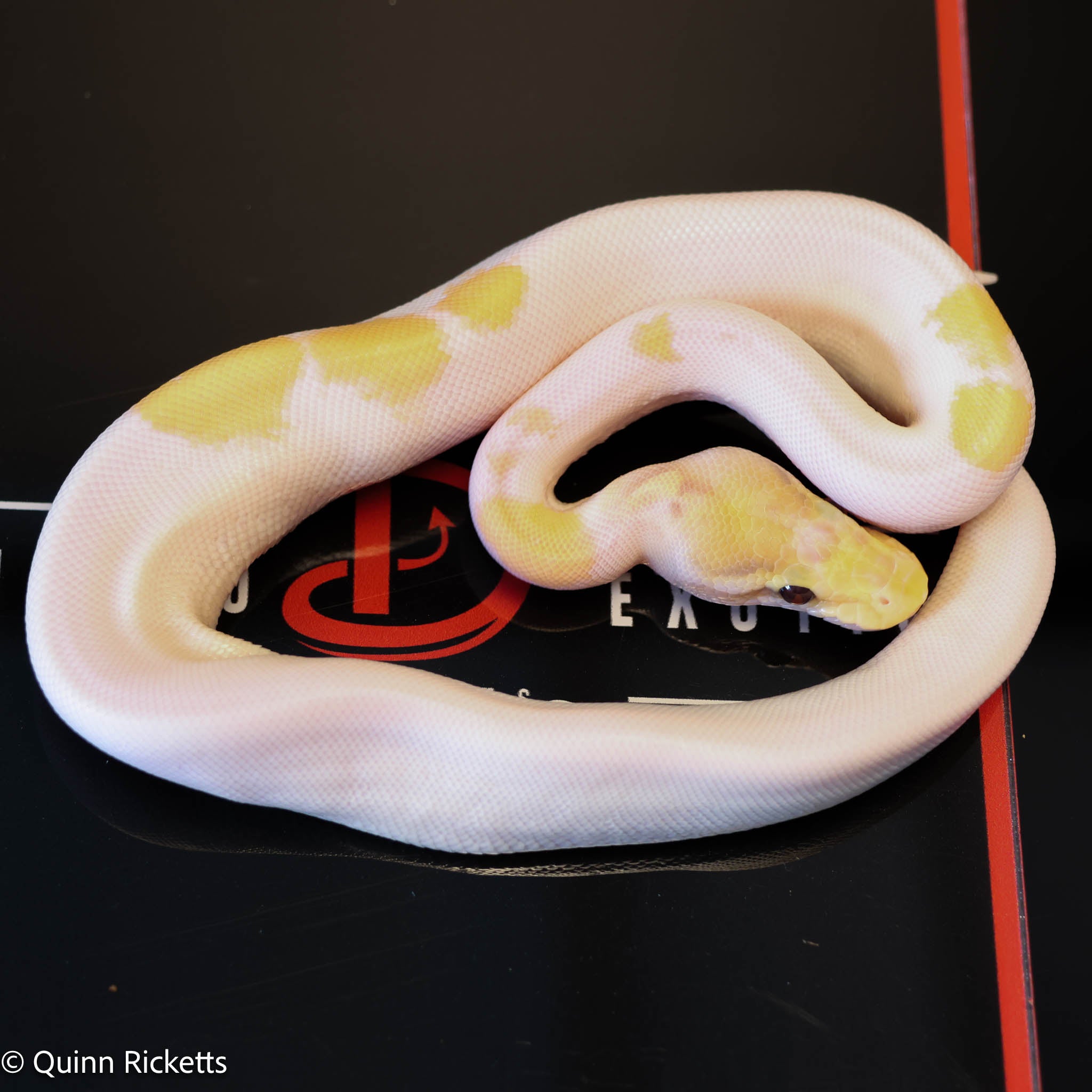 Banana Enchi Orange Dream Yellowbelly Pied Het Clown