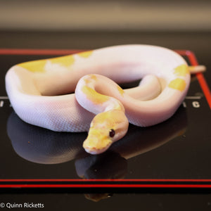 Banana Enchi Orange Dream Yellowbelly Pied Het Clown