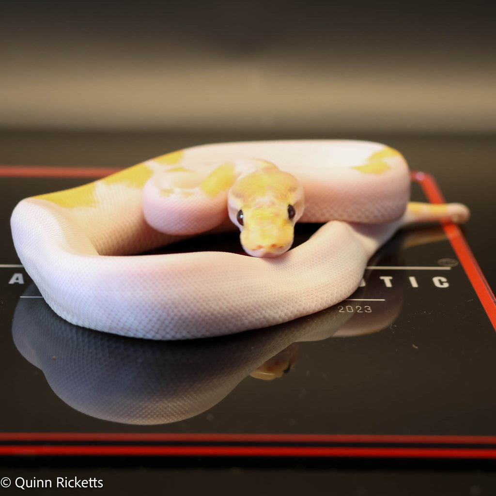 Banana Enchi Orange Dream Yellowbelly Pied Het Clown
